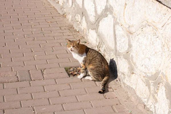 Sokaktaki Kedi — Stok fotoğraf