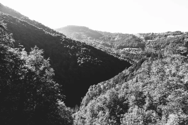 Zwarte Witte Landschap Met Bomen — Stockfoto