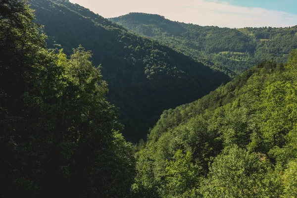 Pemandangan Indah Dengan Pohon Dan Hutan Hijau — Stok Foto