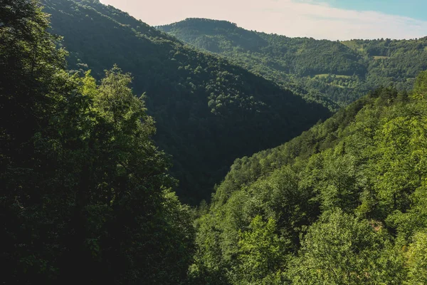 Ağaçlı Yeşil Ormanlı Güzel Bir Manzara — Stok fotoğraf