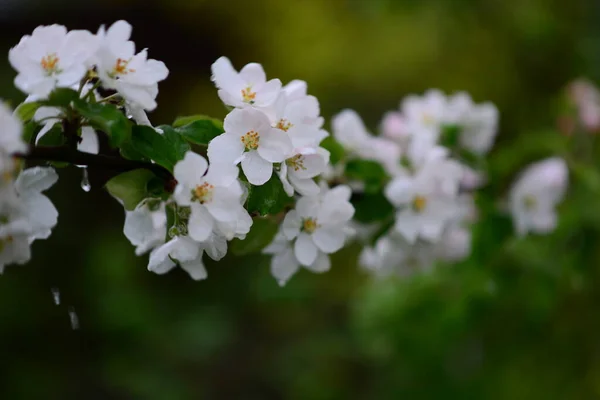 Kwitnąca Jabłoń Letni Wieczór — Zdjęcie stockowe