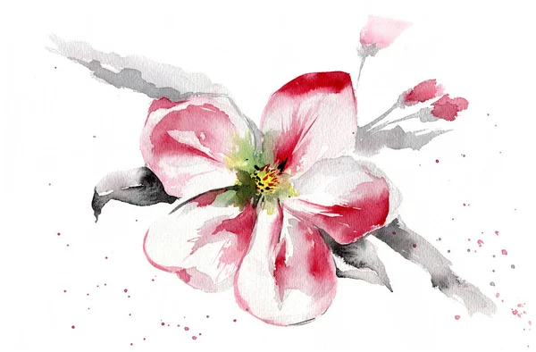 Blooming apple tree branch. Hand drawn watercolor illustration over white background.