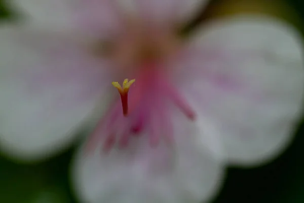 Zbliżenie Kwitnących Biało Różowych Kwiatów Wiosną Parku — Zdjęcie stockowe