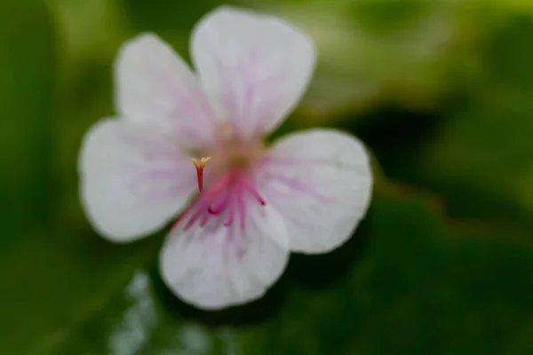 Primer Plano Flores Color Blanco Rosa Primavera Parque —  Fotos de Stock