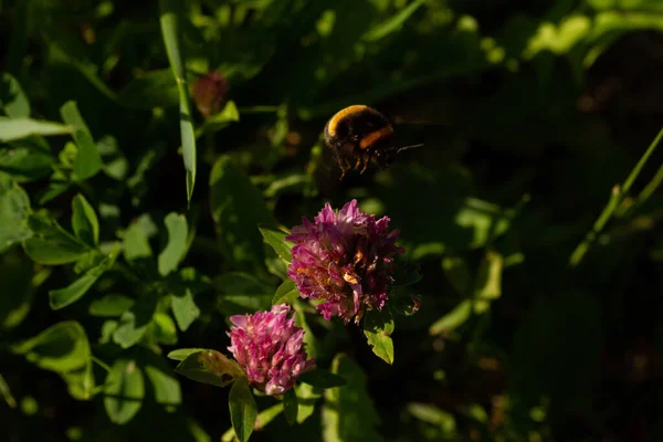 Macro Photographie Bourdon Sauvage Sur Une Plante Fleurs Dans Parc — Photo