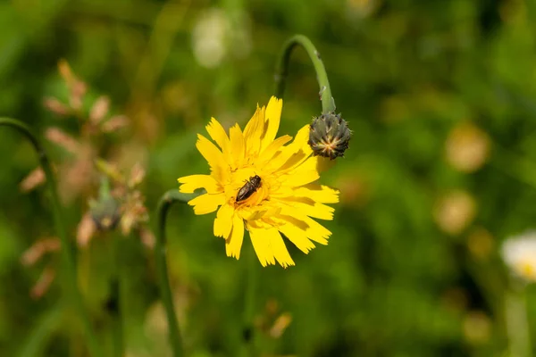 Macro Photography Wild Bee Flower Plant Spring Park — Stock Photo, Image