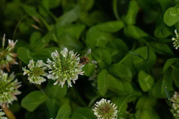 春の公園の植物の野生のバンブルビーのマクロ写真 — ストック写真