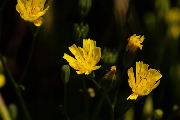 Macro Photography Blooming Wild Flowers Spring Park Prague — Stock Photo, Image