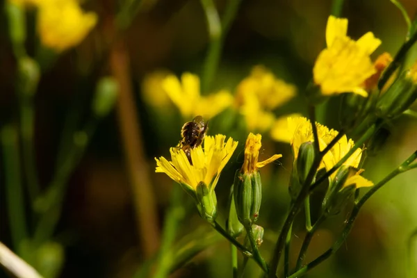 Macro Photography Wild Bumblebee Flower Plant Spring Park — Stock Photo, Image
