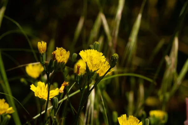 Macro Photography Blooming Wild Flowers Spring Park Prague — Stock Photo, Image