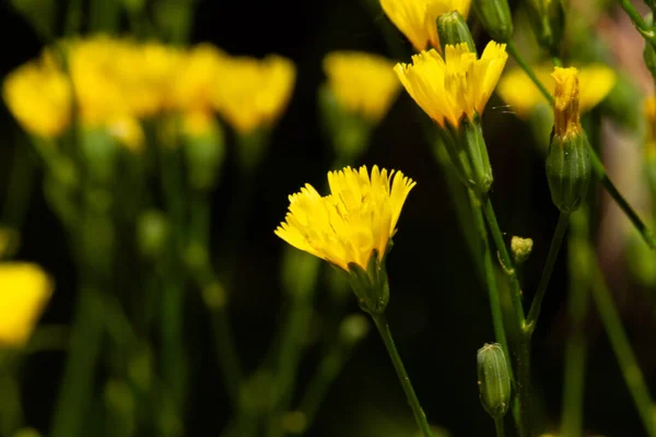 Macro Photography Blooming Wild Flowers Spring Park Prague — Stock Photo, Image