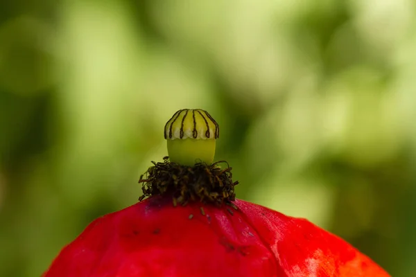 Macro Fotografía Flores Silvestres Florecientes Primavera Parque Praga —  Fotos de Stock