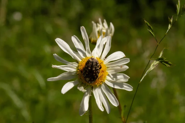 Macro Photography Blooming Wild Flowers Spring Park Prague — Stock Photo, Image