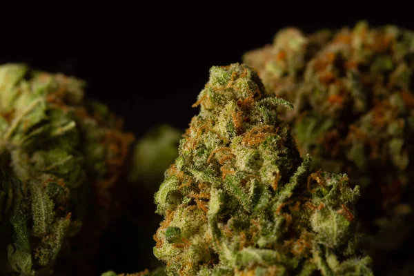 Suszone Liście Zielonej Medycznej Marihuany Zbliżenie Makro Zdjęcie Medyczna Marihuana — Zdjęcie stockowe