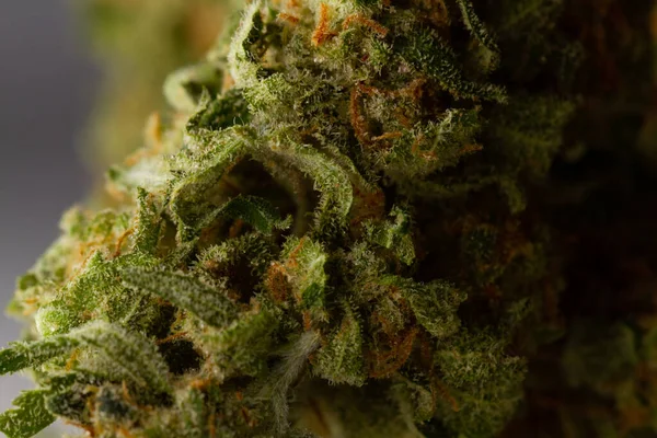 Αποξηραμένα Φύλλα Πράσινης Ιατρικής Μαριχουάνας Κοντινή Μακροφωτογραφία Ιατρική Μαριχουάνα — Φωτογραφία Αρχείου