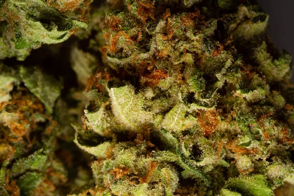 Getrocknete Blätter Grünen Medizinischen Marihuanas Makroaufnahme Medizinisches Marihuana — Stockfoto