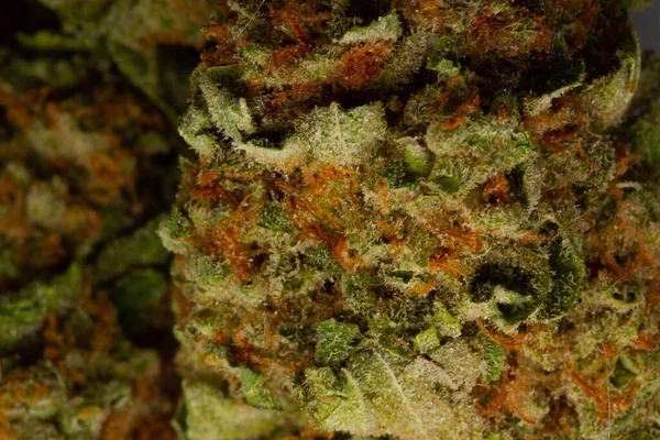 Kurumuş Yeşil Tıbbi Marihuana Yaprakları Yakın Çekim Makro Resim Tıbbi — Stok fotoğraf