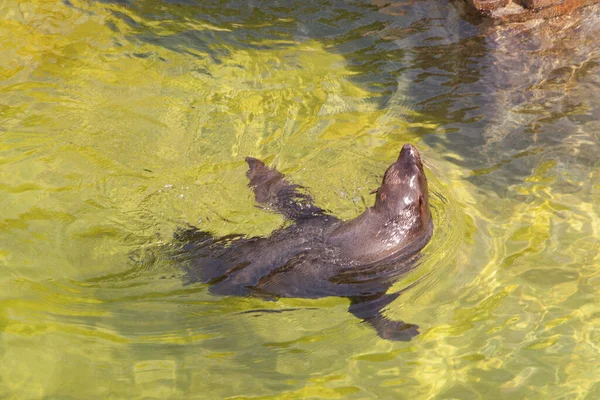 公園の草の中の野生の黒と白の猿のコロブス — ストック写真