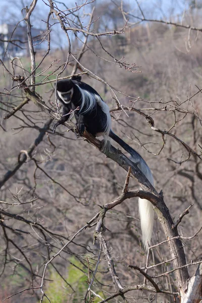Parktaki Çimlerin Üzerinde Küçük Siyah Beyaz Maymun Kolobusu — Stok fotoğraf