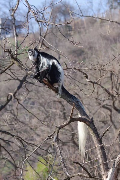 Monyet Colobus Hitam Dan Putih Rumput Taman — Stok Foto