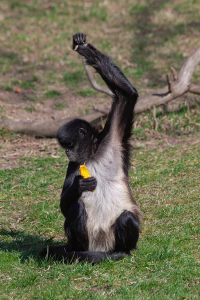Selvagem Pouco Preto Branco Macaco Colobus Grama Parque — Fotografia de Stock