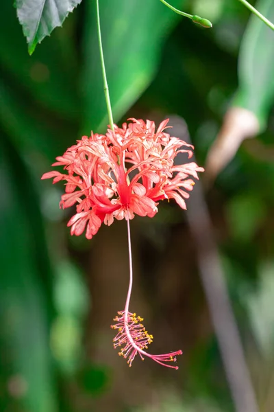 Macro Fotografía Orquídea Silvestre Primavera —  Fotos de Stock