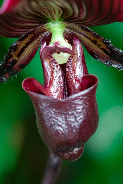 Baharda Vahşi Orkidenin Makro Fotoğrafçılığı — Stok fotoğraf