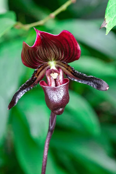 Makro Fotografia Dzikiej Orchidei Wiosną — Zdjęcie stockowe