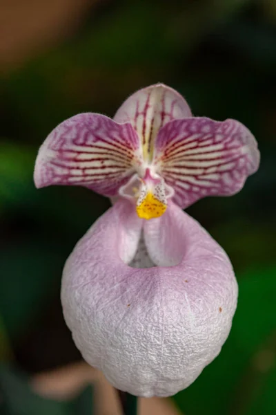 Macrofotografia Orquídea Selvagem Primavera — Fotografia de Stock