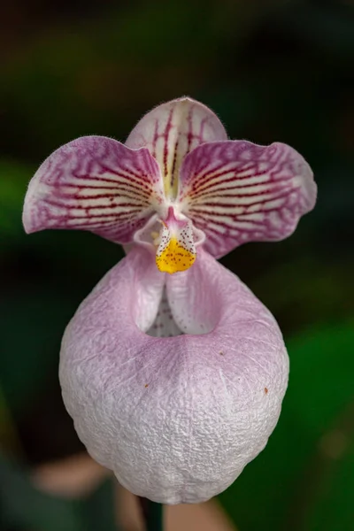 Macro Fotografía Orquídea Silvestre Primavera — Foto de Stock