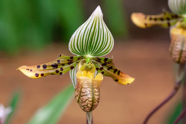 Makro Fotografia Dzikiej Orchidei Wiosną — Zdjęcie stockowe