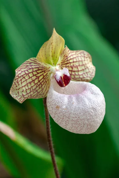 Macro Photographie Orchidée Sauvage Printemps — Photo