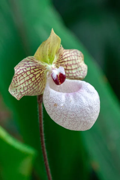 Makro Fotografia Dzikiej Orchidei Wiosną — Zdjęcie stockowe