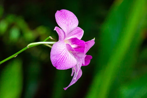 macro photography of wild orchid in spring