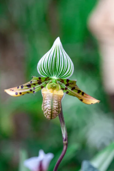 Makro Fotografia Dzikiej Orchidei Wiosną — Zdjęcie stockowe