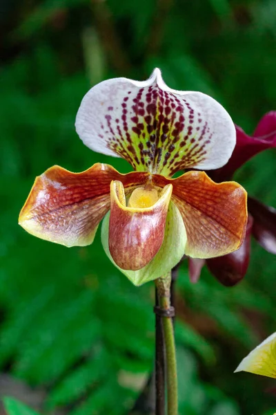 Macrofotografia Orquídea Selvagem Primavera — Fotografia de Stock