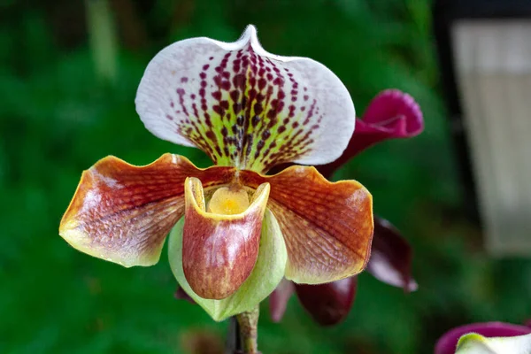 Macrofotografia Orquídea Selvagem Primavera — Fotografia de Stock