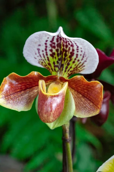 Macrofotografia Orquídea Selvagem Primavera — Fotografia de Stock