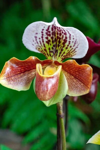 Макросъемка Дикой Орхидеи Весной — стоковое фото