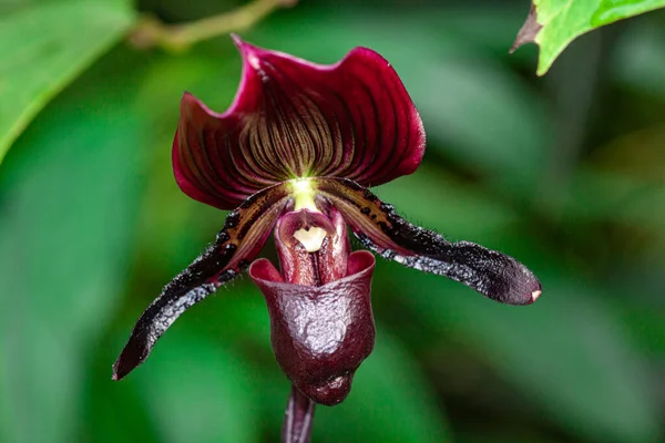 Makro Fotografia Dzikiej Orchidei Wiosną — Zdjęcie stockowe