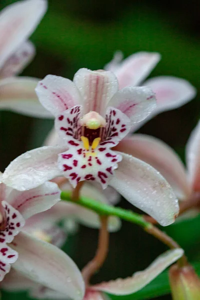 Macrofotografia Orquídea Selvagem Primavera — Fotografia de Stock