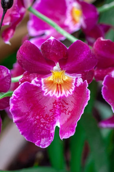 Macrofotografia Orchidea Selvatica Primavera — Foto Stock