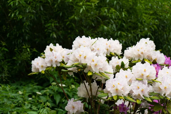 Frühlingsblumen Garten — Stockfoto