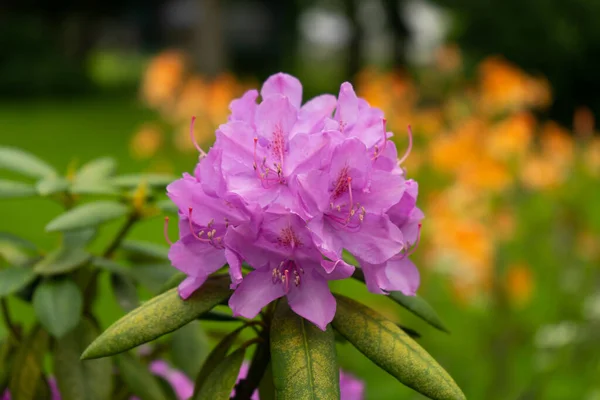 Flores Primavera Jardín —  Fotos de Stock