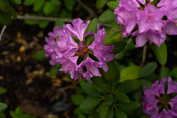 Flores Primavera Jardín —  Fotos de Stock