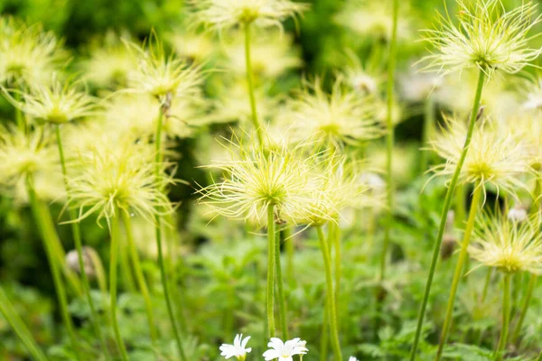 庭の春の花 — ストック写真