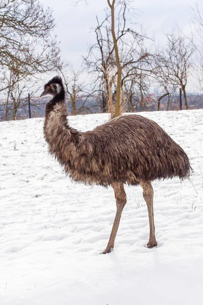 Άγριο Πουλί Emu Λευκό Χιόνι Χειμώνα — Φωτογραφία Αρχείου
