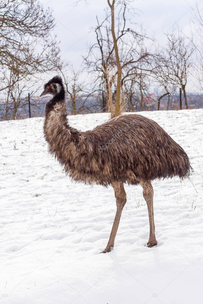 wild bird emu on white snow in winter
