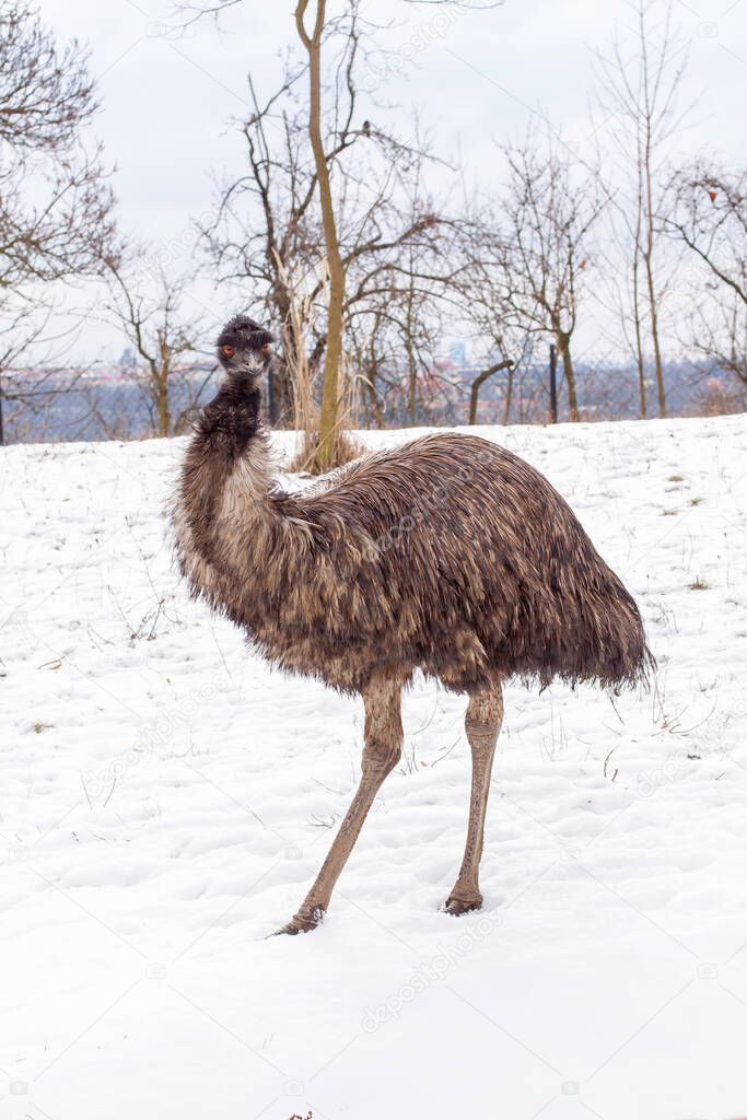 wild bird emu on white snow in winter