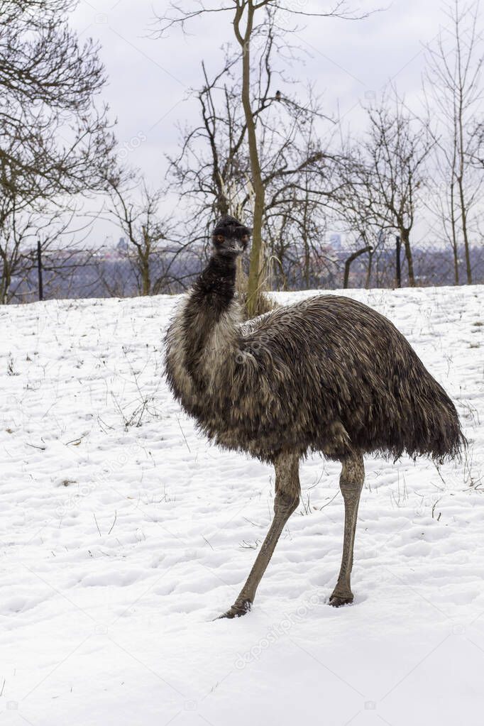 wild bird emu on white snow in winter